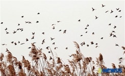 하늘공원 억새밭의 참새 떼