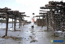 검은 원유로 뒤 덮인 굴 양식장