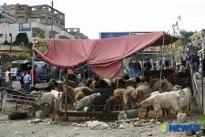 마을에 마련된 양, 염소시장