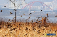 한강시민공원의 참새들