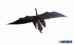 호미곶 하늘로 날아오른 삼족오