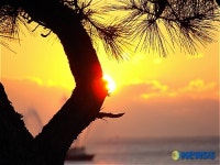 동백섬에 뜬 무자년 태양