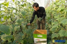 달성군 구지 오이 소비자 입맛 자극