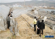 설해대비 비닐제거 작업