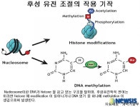 후천적 요인에 의한 유전자 변이 국내 연구진 규명