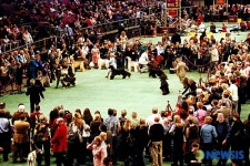 <뉴욕스케치>132회째 애견 쇼