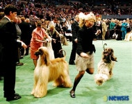 <뉴욕스케치>애완견 세상