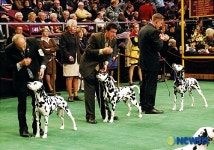 <뉴욕스케치>132회째 애견 쇼