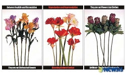 한국사진의 프런티어展, 이강우 作 꽃