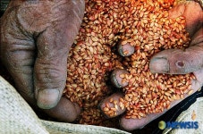 한국보도사진전 세상에서 가장 정직한 손