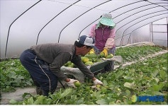 고령군, 성산메론 첫 출하