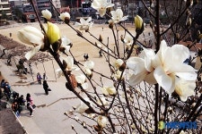 서울 20도,서울에 활짝 핀 목련