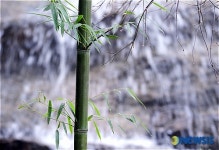 봄을 부르는 댓잎소리와 폭포수