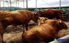 물맑은 양평한우의 자태