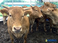 잘생긴 양평 개군한우