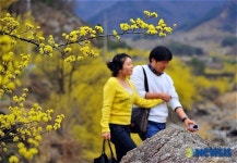 산수유 꽃 내음에 취한 연인
