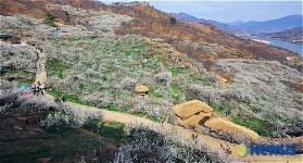 매화 향기에 취해보세요