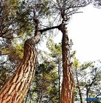 김제금산사의  영원한 사랑 연리지
