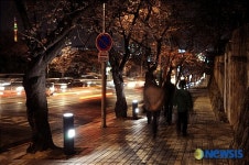 대구 남구청 올봄 벚꽃은 현충로 명품거리서~