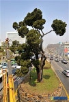 870살 향나무 봄맞이 물세척 작업 실시