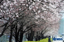벚꽃보다 먼저 활짝핀 살구나무 꽃