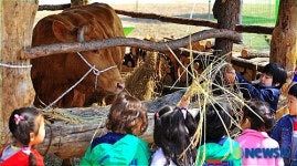 제6회 양평 개군한우 축제