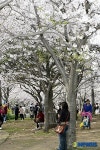 제주 왕벚꽃 축제