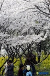 제주 왕벚꽃 축제