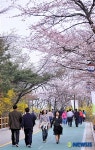 벚꽃길 산책, 봄내음 물씬