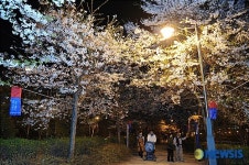 벚꽃 핀 한천로변