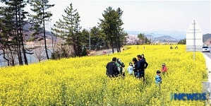 하동군, 도다리와 유채꽃의 만남축제