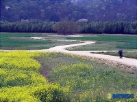 봄비 젖은 태화들