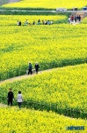 영산강변 유채꽃 길