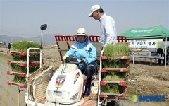 강원지역 첫 모내기