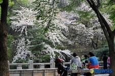 우면산은 아직 벚꽃 잔치가 한창