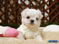 “애견용품 사면 개옷이 공짜”