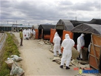 살처분 돕는 국세청 직원