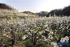 배꽃 천지의 과수원