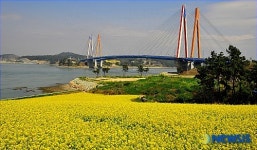 진도대교 밑 유채꽃밭