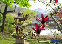 봄 찾아온 운림산방
