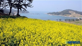 바다와 어우러진 청산도의 유채꽃