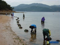 바지락 살포한 거제도 물안해수욕장
