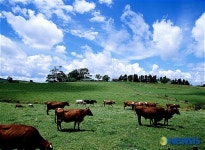 치사율 100%, 광우병…한국인 취약해