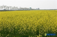 계화 간척지 유채꽃 장관