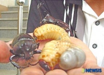 농가소득 올려주는 장수풍뎅이와 유충