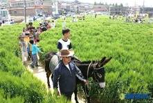창원 사파보리밭 축제 열려