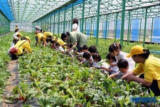 유기농 쌈채따기 체험 하세요