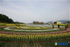 장평소류지에 활짝 핀 튤립이 관광객들을 즐겁게