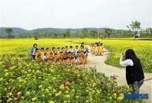 구리한강시민공원 유채꽃 축제