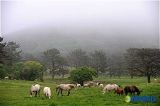 목장의 새벽 여유